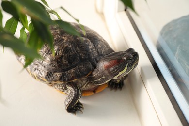 Photo of Cute turtle looking at window on sill at home, closeup. Domestic pet