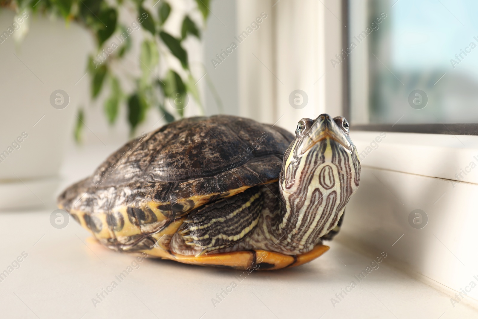Photo of Cute turtle on window sill at home, closeup. Domestic pet