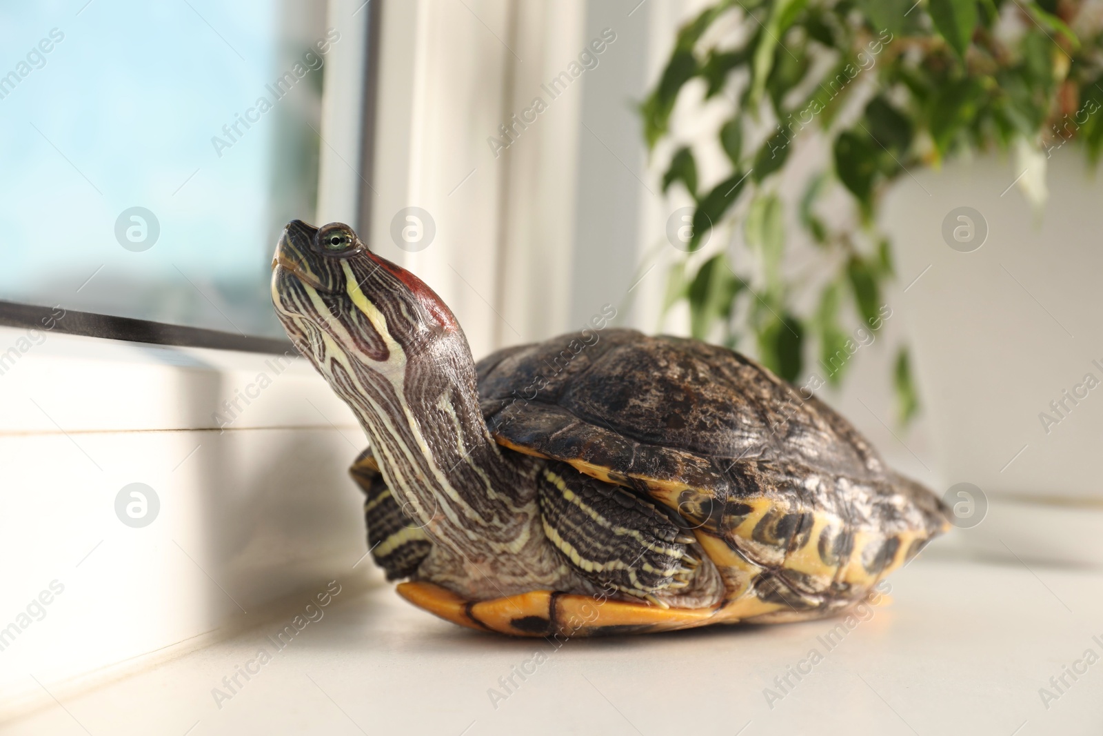 Photo of Cute turtle looking at window on sill at home, closeup. Domestic pet