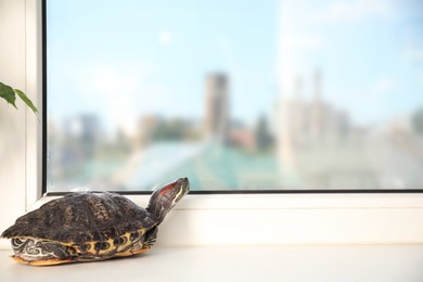 Photo of Cute turtle pet looking at window on sill at home. Space for text
