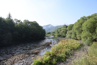 Photo of Beautiful green trees and river in mountains
