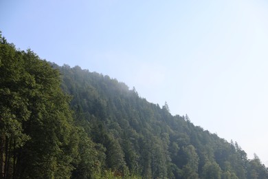 Photo of Beautiful green trees in mountains against light blue sky