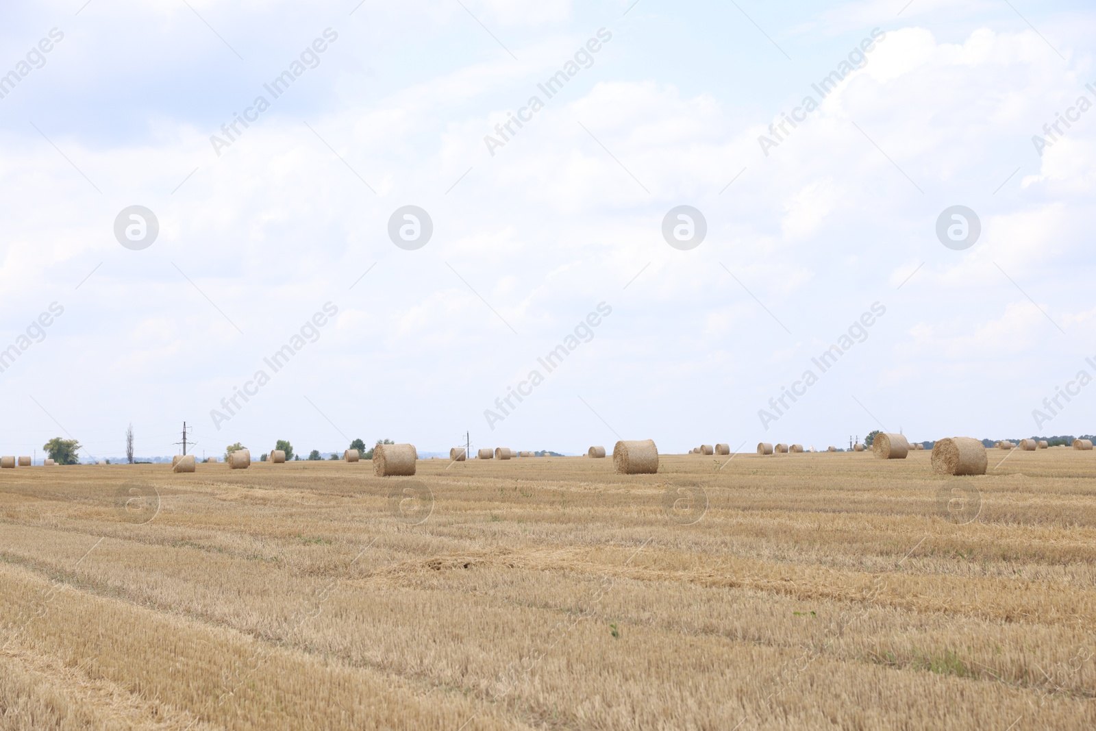 Photo of Many hay bales in field on summer day