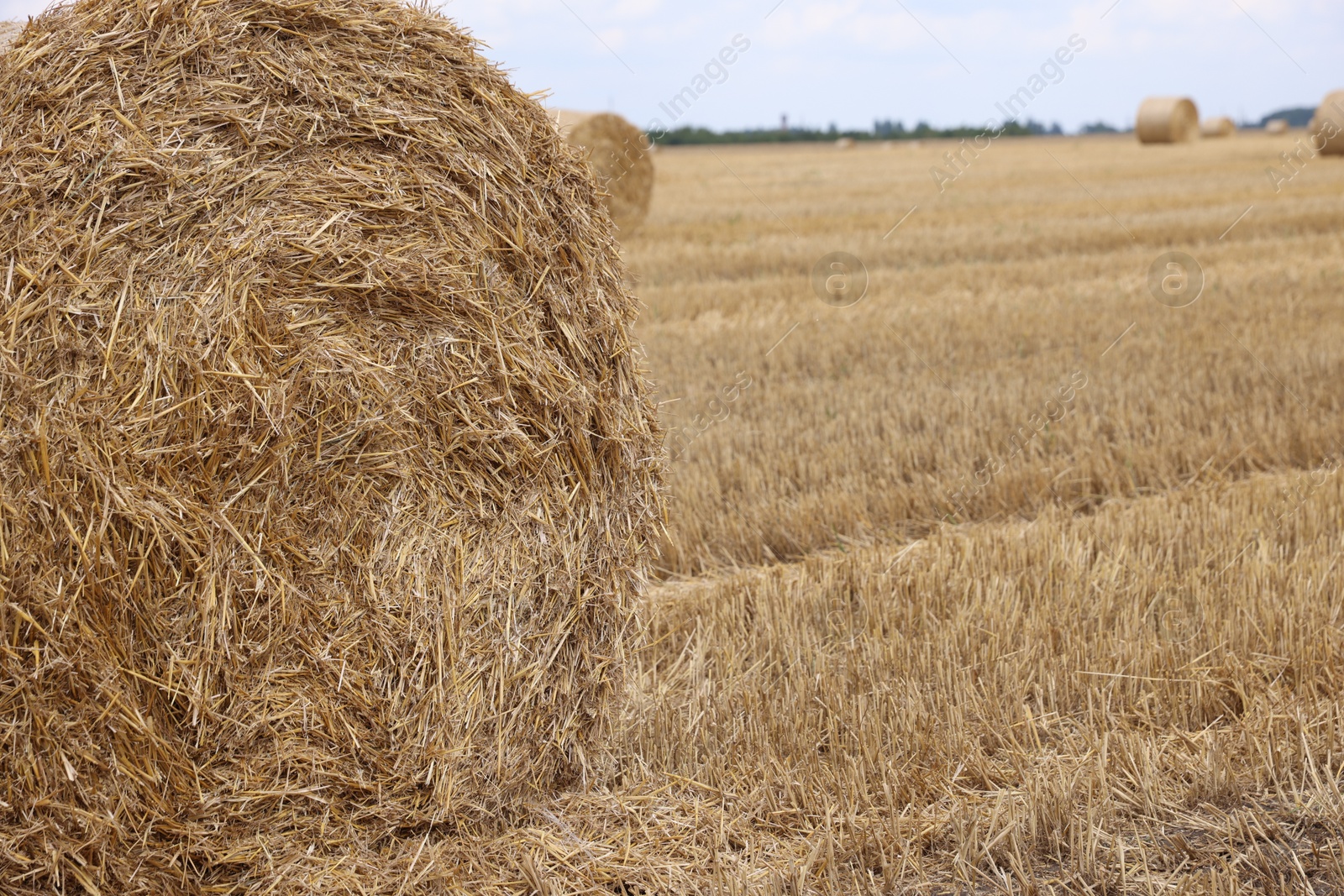 Photo of Hay bale in field, closeup. Space for text