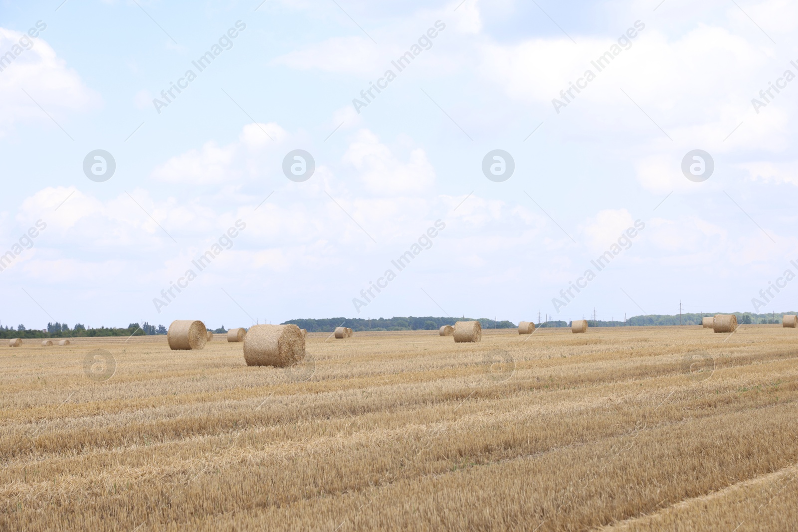 Photo of Many hay bales in field on summer day