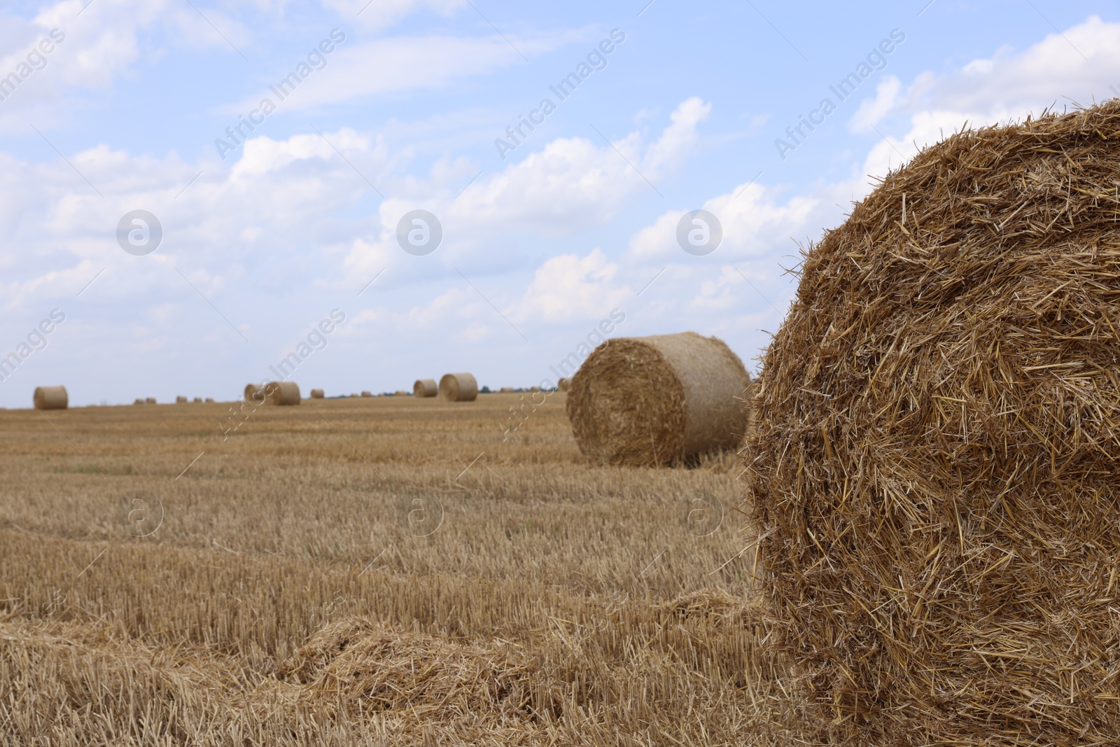 Photo of Hay bales with dried grass in field, selective focus