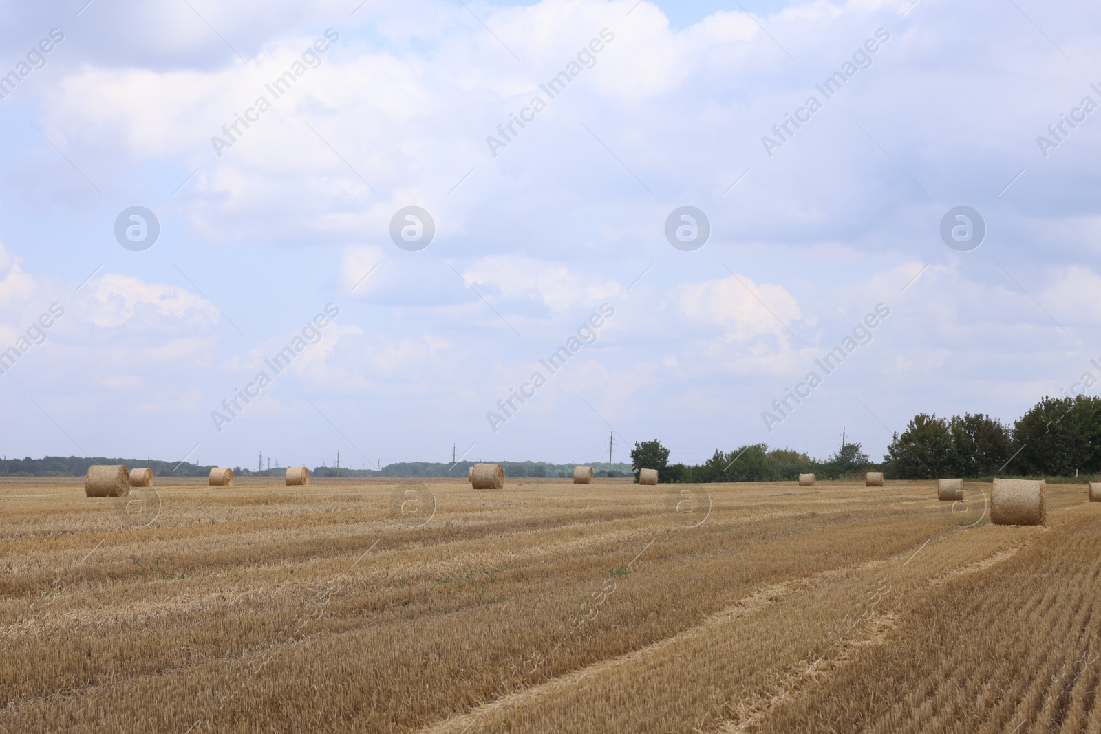 Many hay bales in field on summer day Photo of Many hay bales in field on summer day