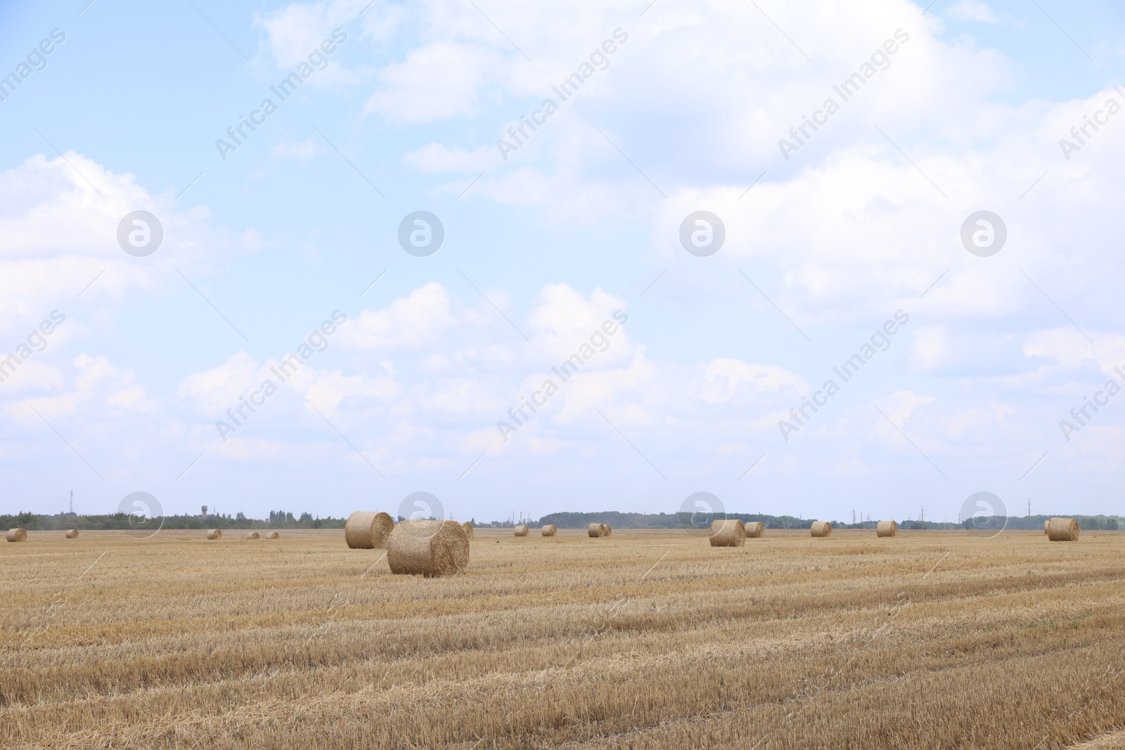 Many hay bales in field on summer day Photo of Many hay bales in field on summer day