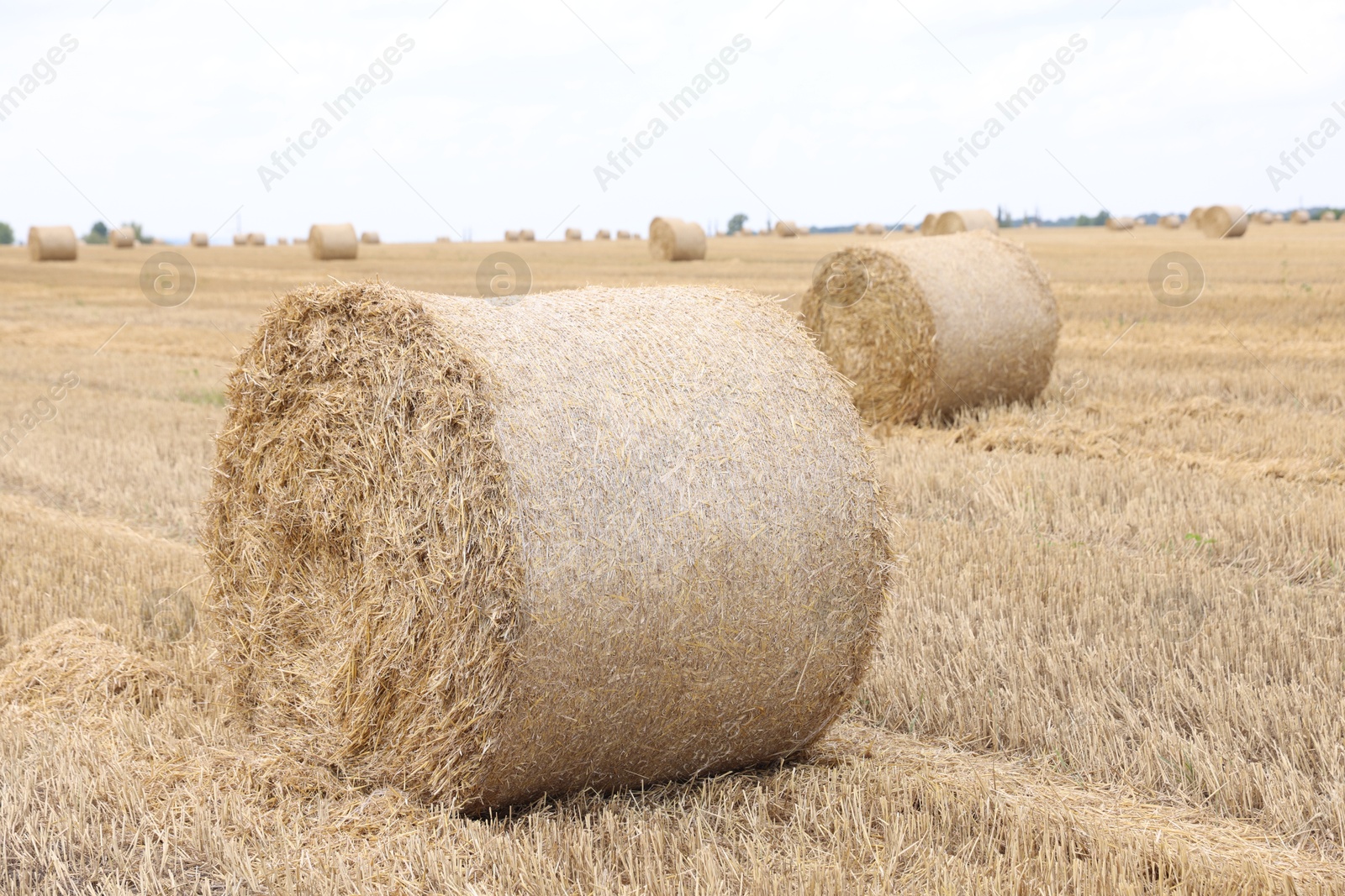 Many hay bales in field, selective focus Photo of Many hay bales in field, selective focus