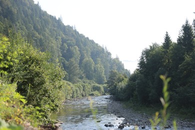 Photo of Beautiful green trees and river in mountains