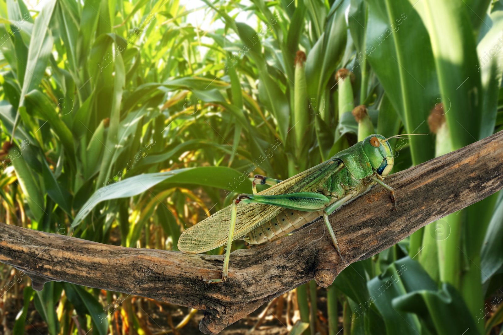 Locust on branch among green plants outdoors Image of Locust on branch among green plants outdoors