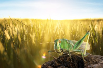 Image of Locust on branch among green plants outdoors