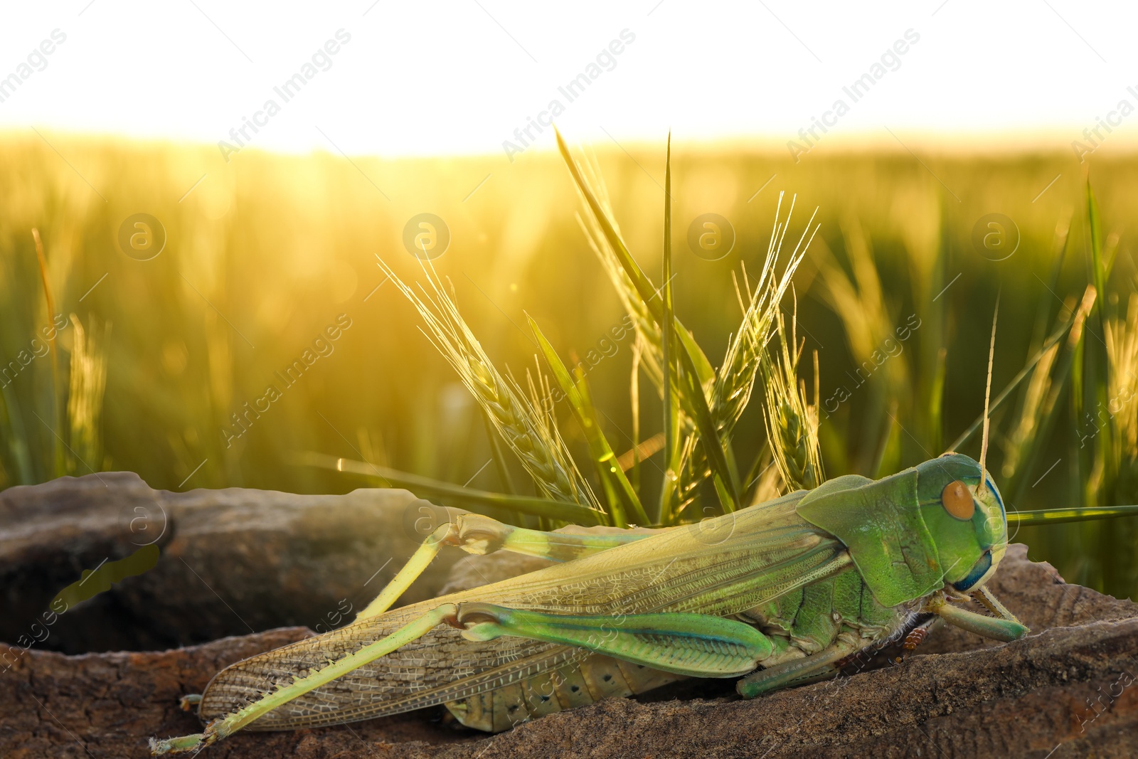 Locust on branch among green plants outdoors Image of Locust on branch among green plants outdoors