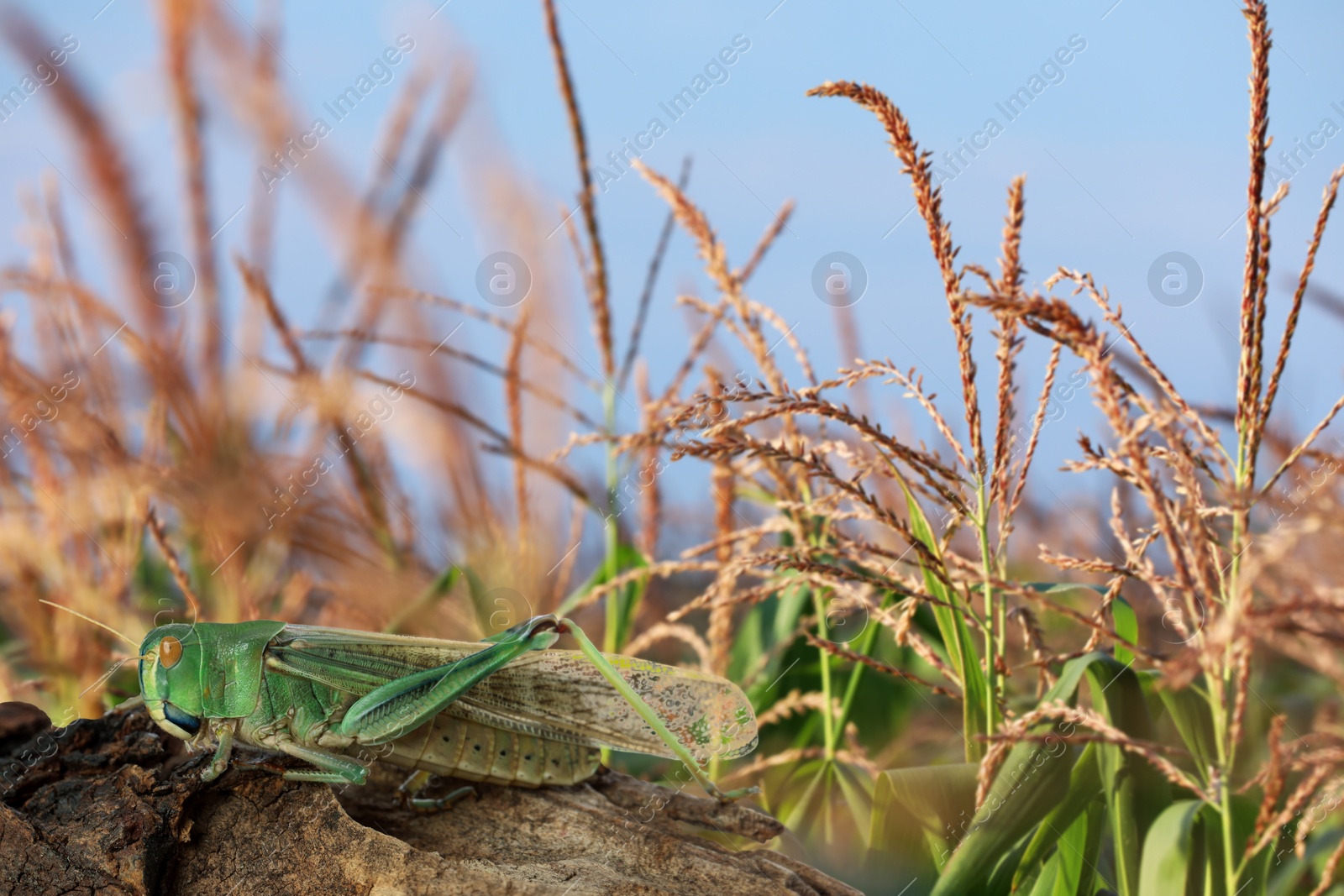 Locust on branch among green plants outdoors Image of Locust on branch among green plants outdoors