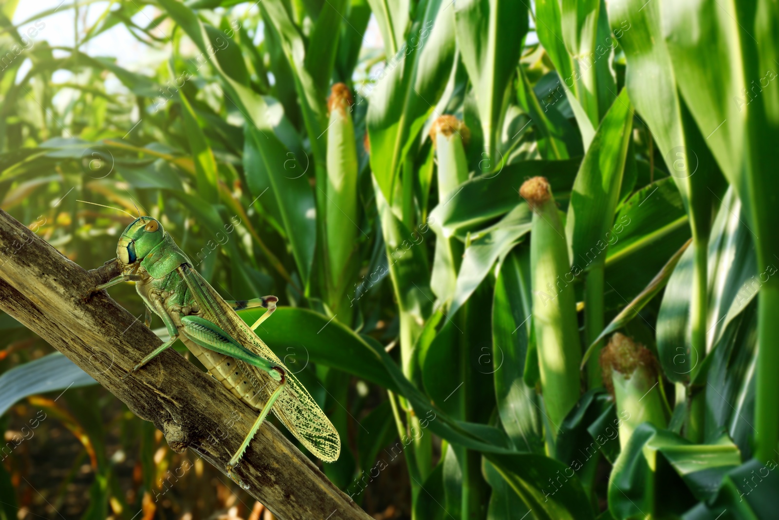 Locust on branch among green plants outdoors Image of Locust on branch among green plants outdoors