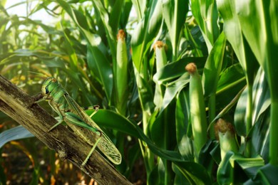 Image of Locust on branch among green plants outdoors
