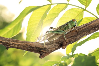 Image of Locust on tree branch among green leaves outdoors