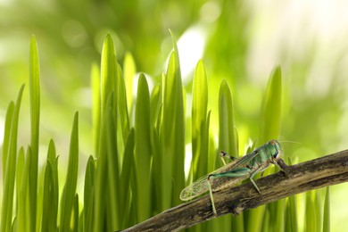 Image of Locust on branch among green grass outdoors