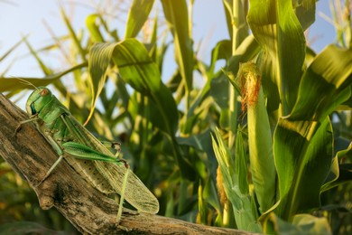 Image of Locust on branch among green plants outdoors