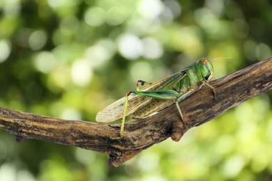 Image of Locust on branch against blurred green background