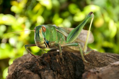 Image of Locust on branch against blurred green background