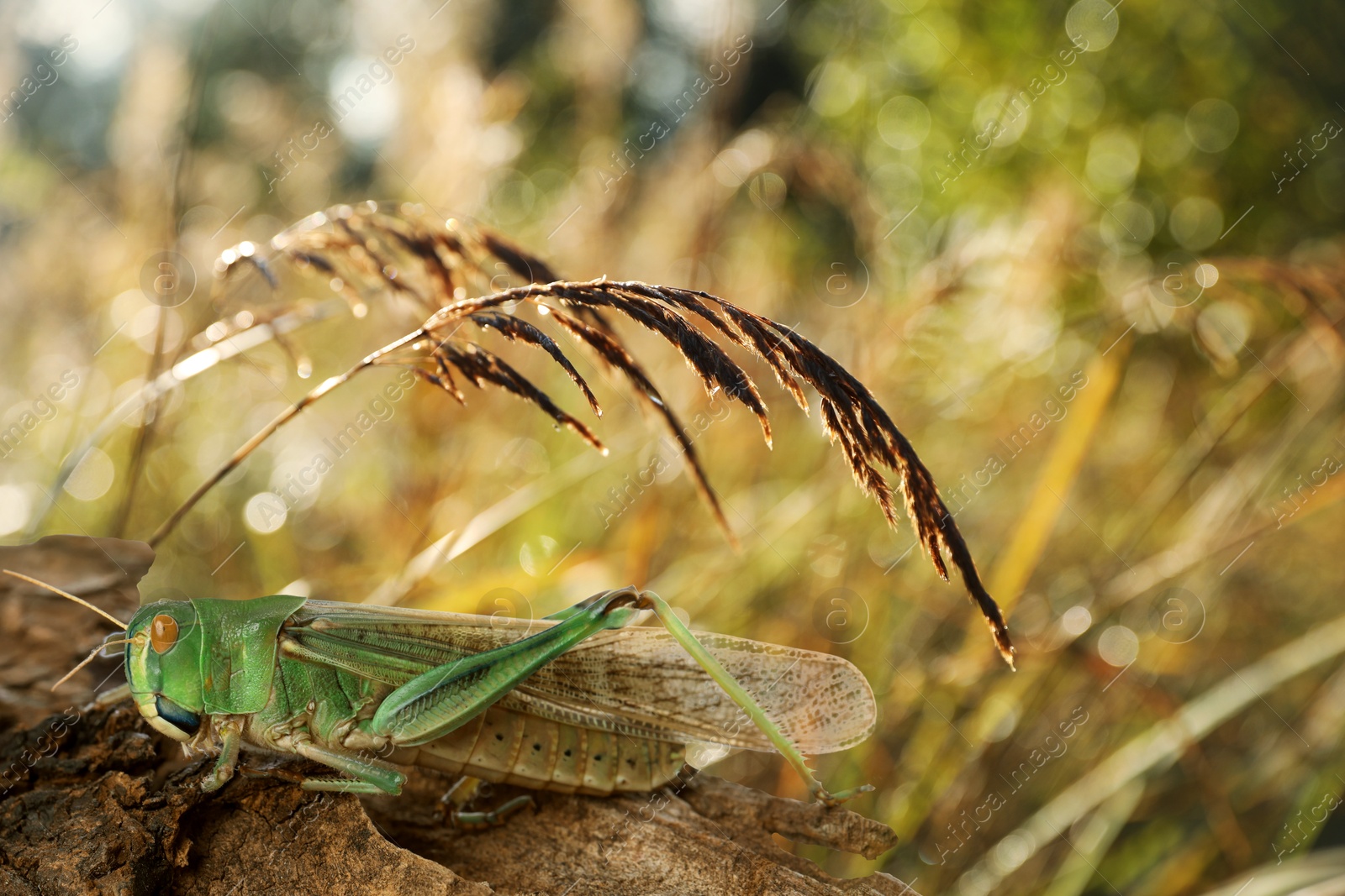 Locust on branch among green plants outdoors Image of Locust on branch among green plants outdoors