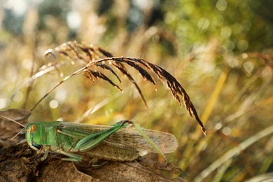 Image of Locust on branch among green plants outdoors
