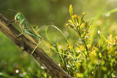 Image of Locust on branch among green plants outdoors