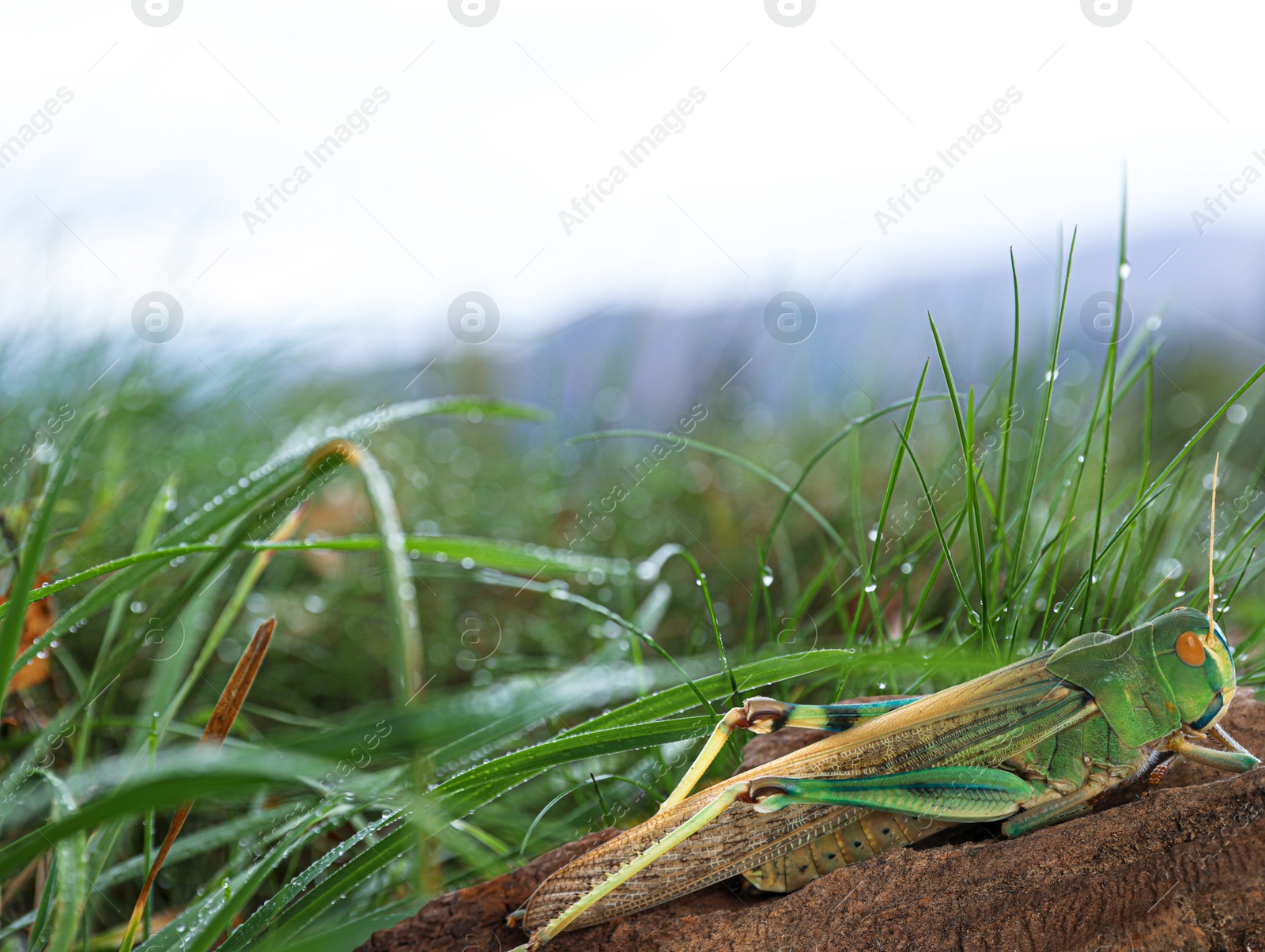 Locust on branch among green grass outdoors Image of Locust on branch among green grass outdoors