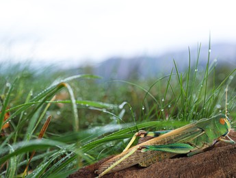 Image of Locust on branch among green grass outdoors