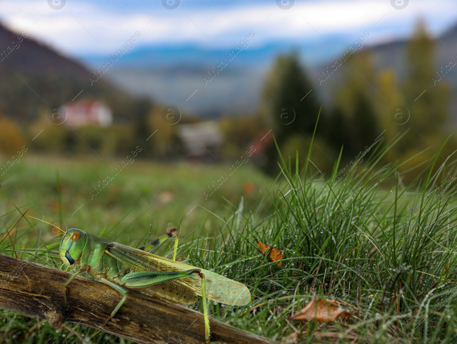 Locust on branch among green grass outdoors Image of Locust on branch among green grass outdoors