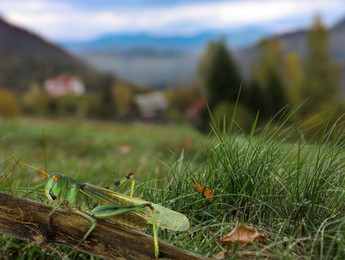 Image of Locust on branch among green grass outdoors