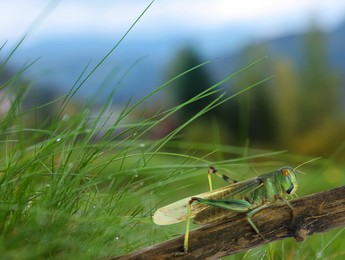 Image of Locust on branch among green grass outdoors