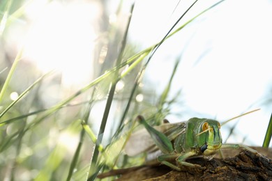 Image of Locust on branch among green grass outdoors