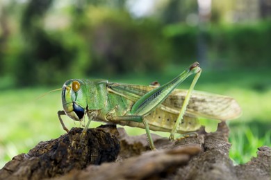 Image of Locust on branch against blurred green background