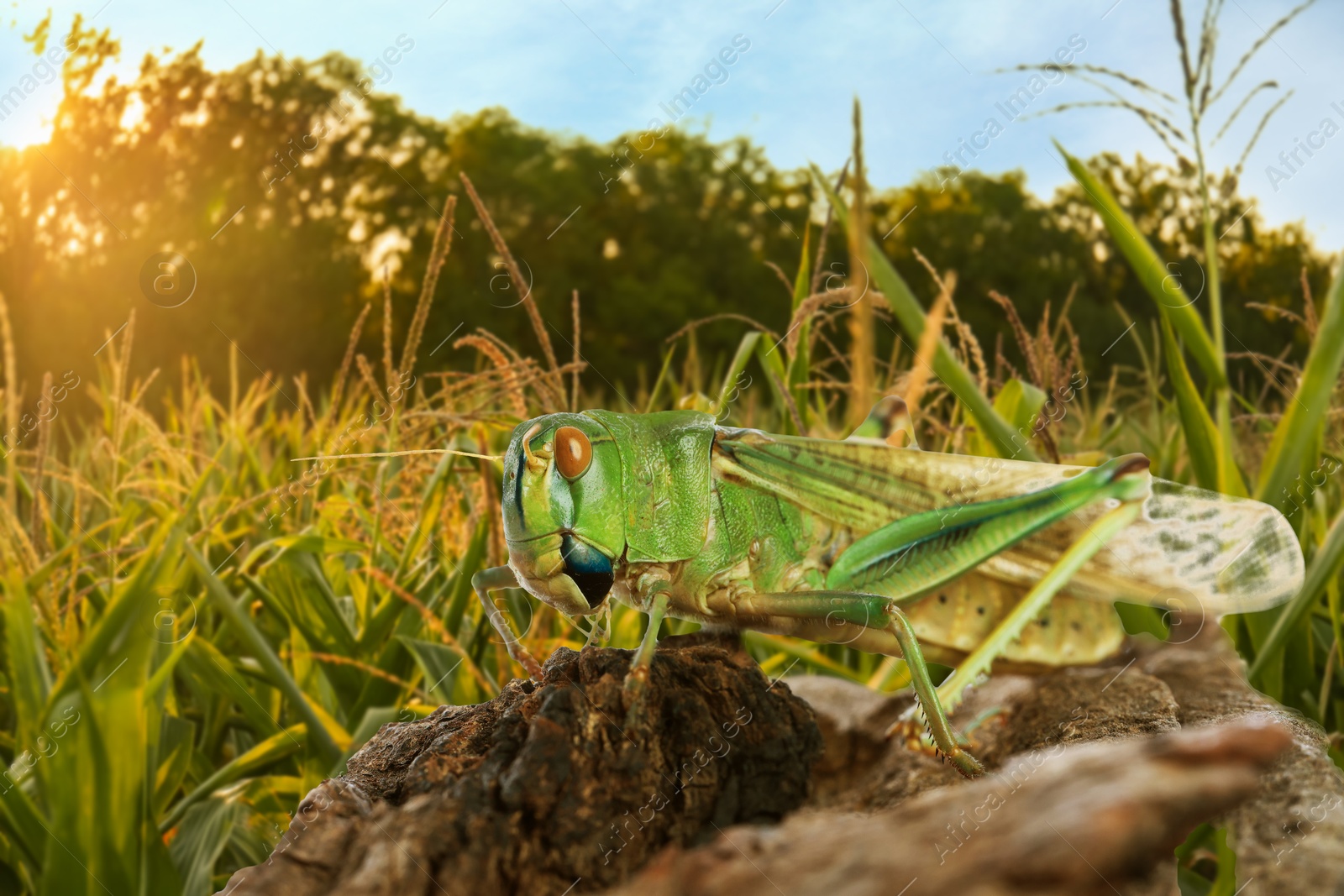 Locust on branch among green grass outdoors Image of Locust on branch among green grass outdoors