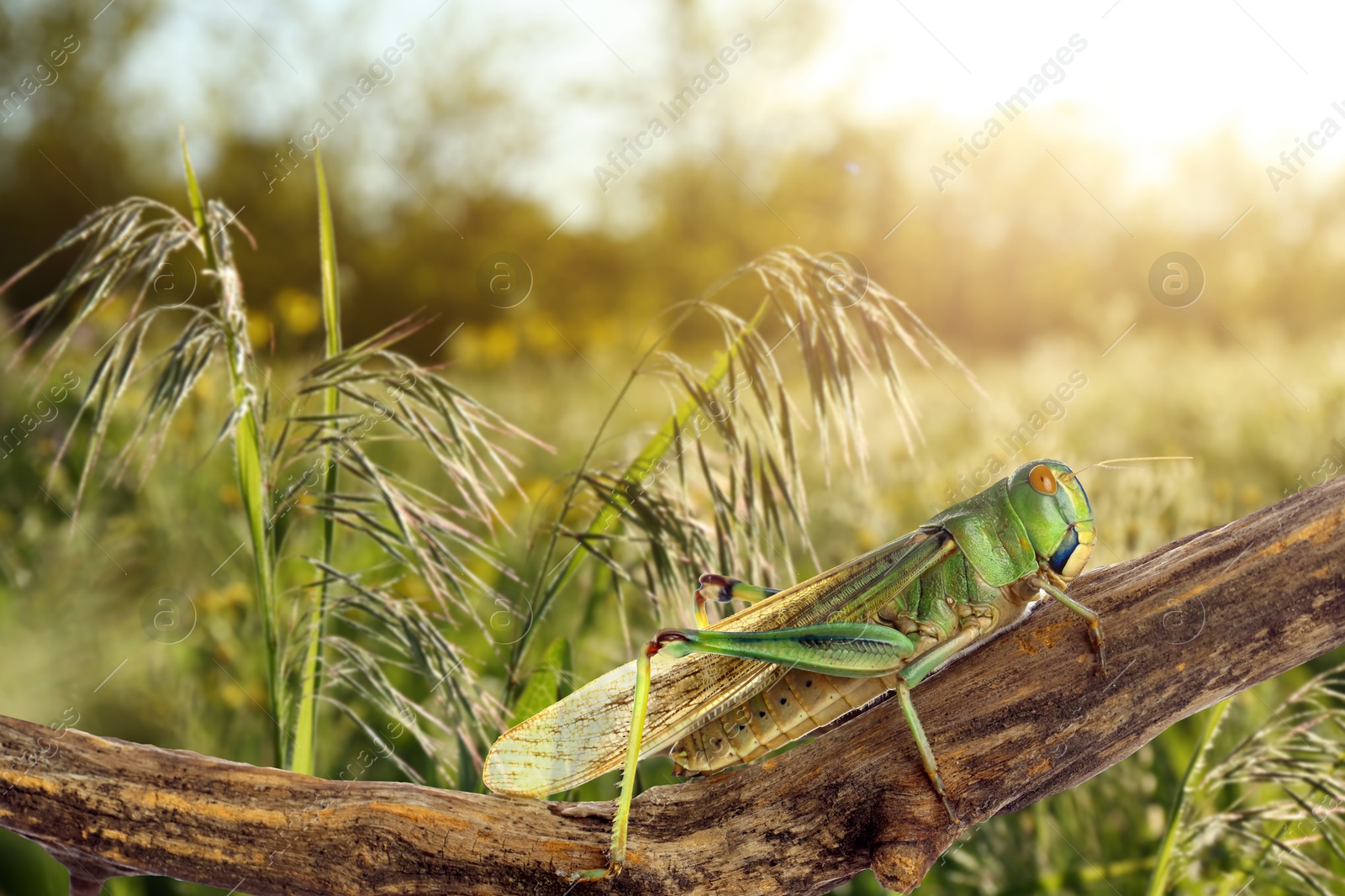 Locust on branch among green plants outdoors Image of Locust on branch among green plants outdoors