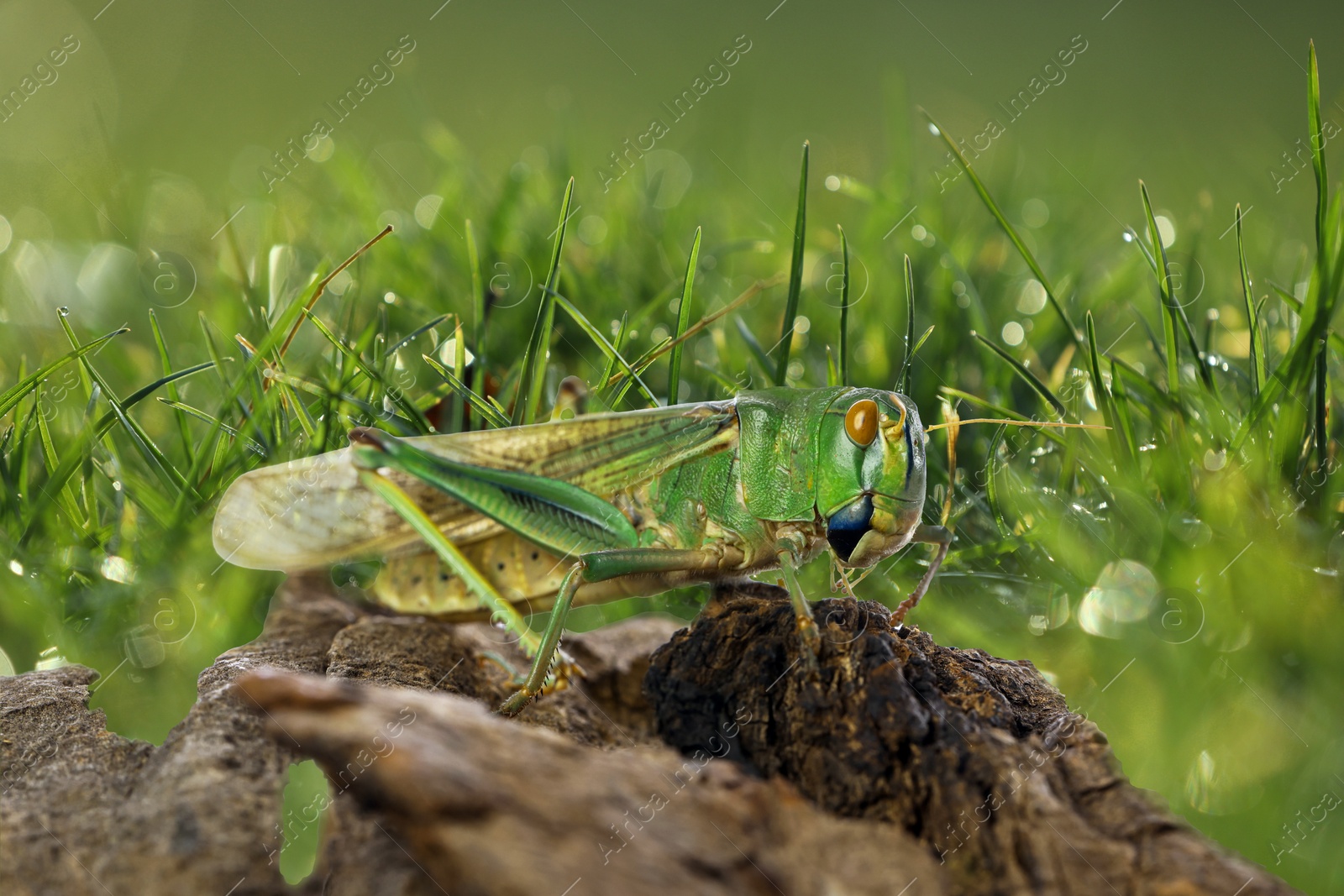 Locust on branch among green grass outdoors Image of Locust on branch among green grass outdoors