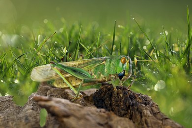 Image of Locust on branch among green grass outdoors