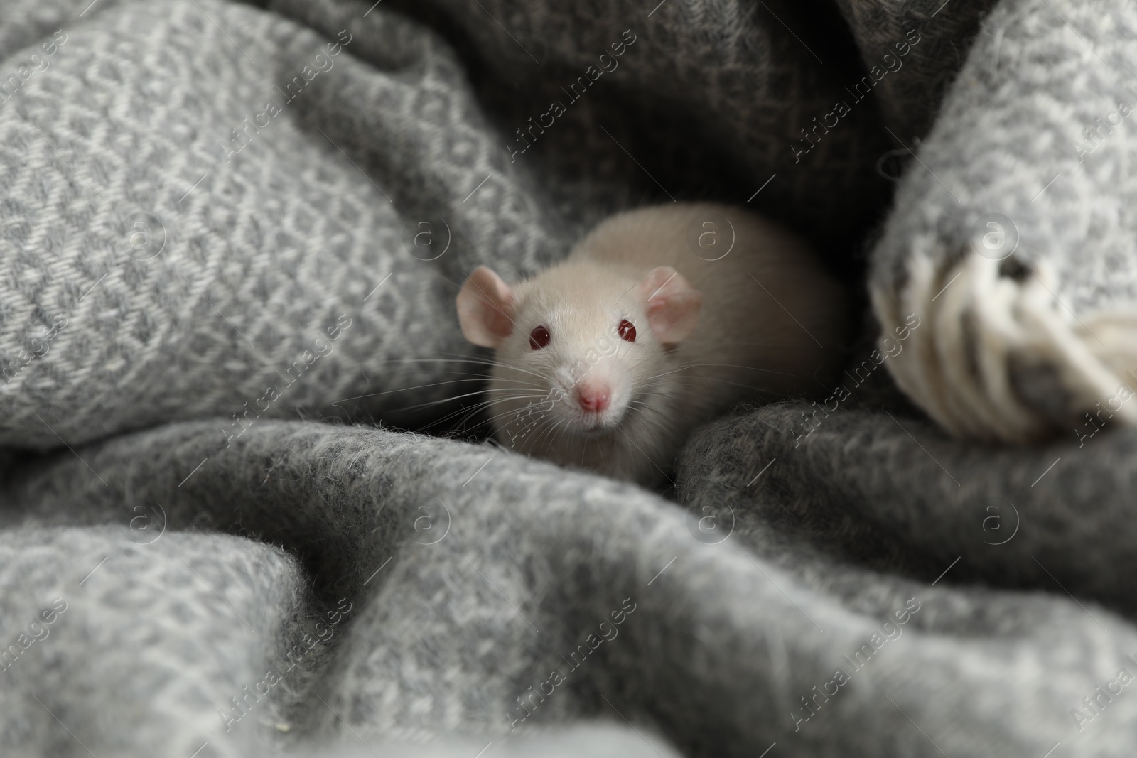 Photo of Cute small rat on soft grey blanket