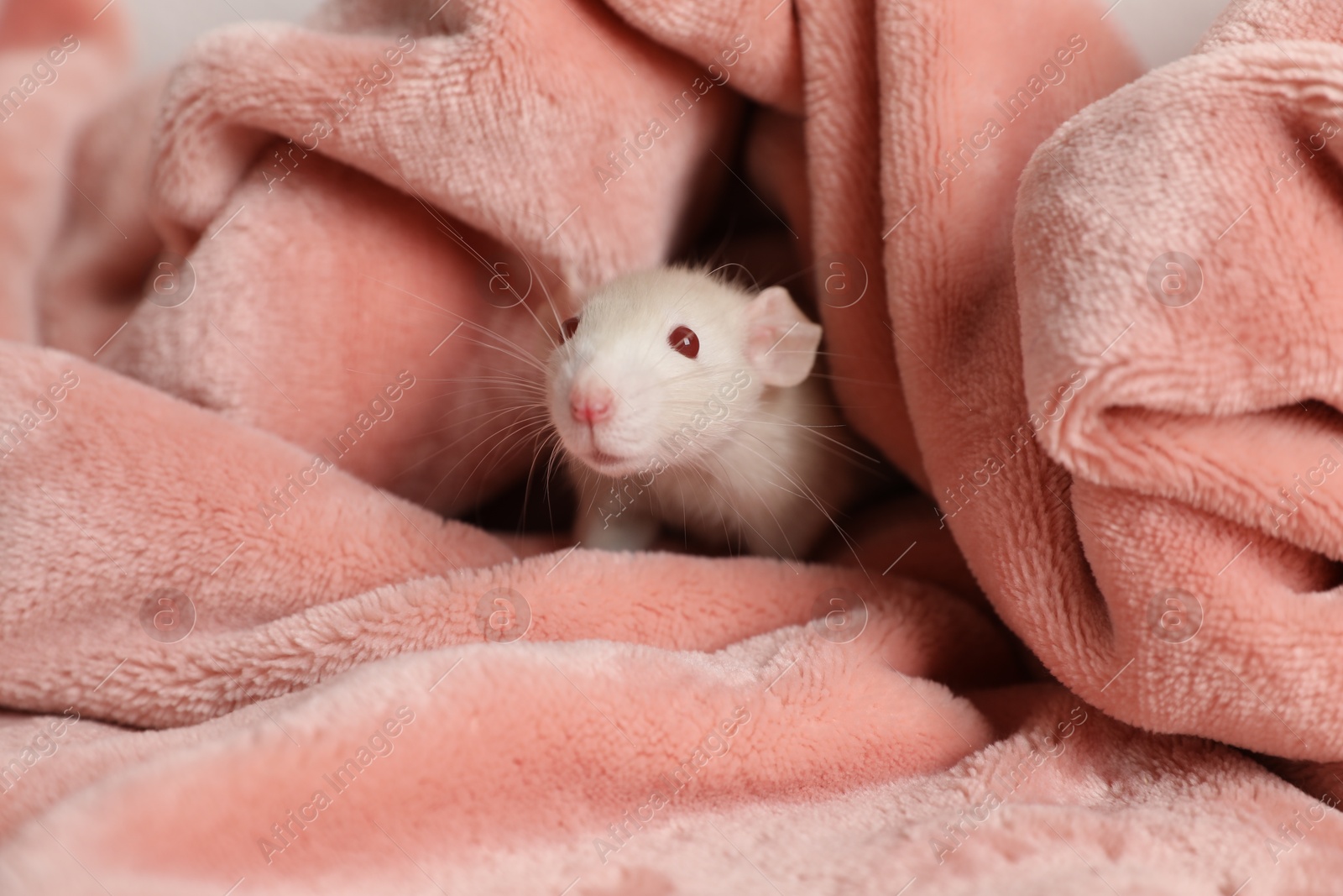 Photo of Cute small rat wrapped in soft pink blanket