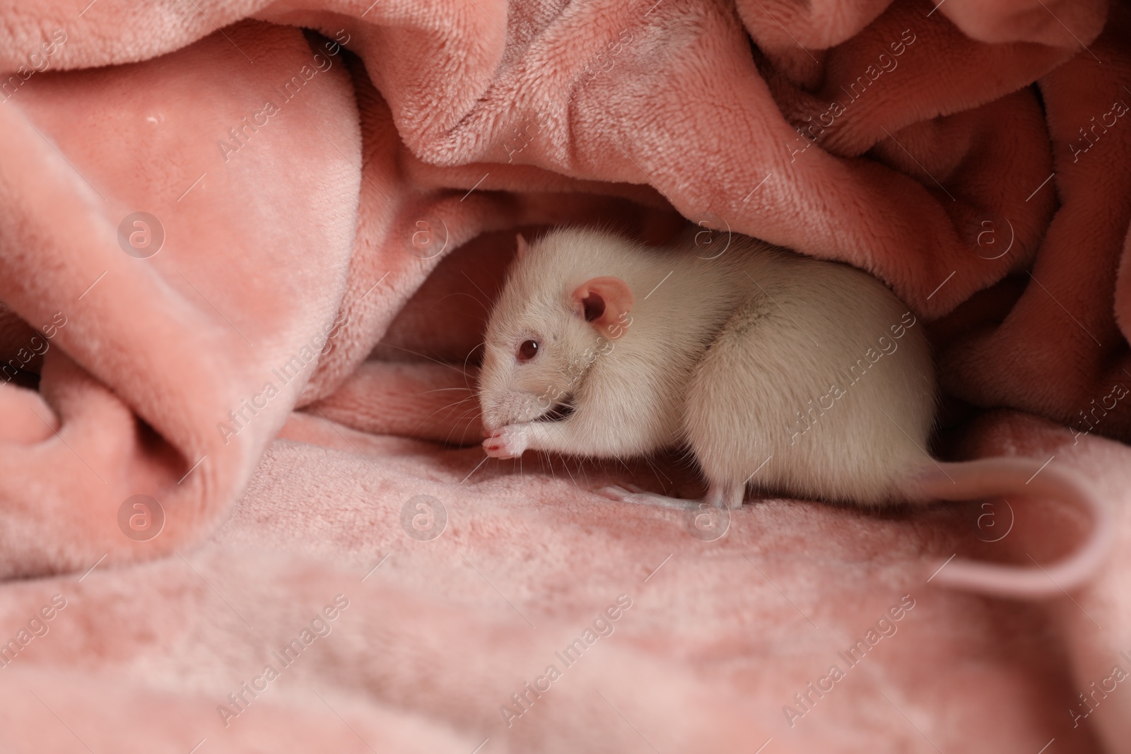 Photo of Cute small rat on soft pink blanket