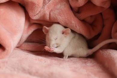 Photo of Cute small rat on soft pink blanket