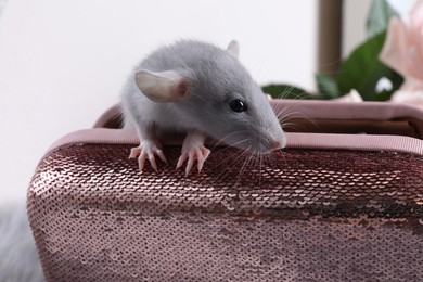 Photo of Cute grey rat in pink sequin purse indoors, closeup
