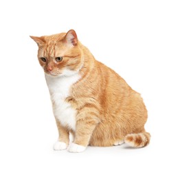 Photo of Woman petting cute ginger cat on white background, closeup. Adorable pet