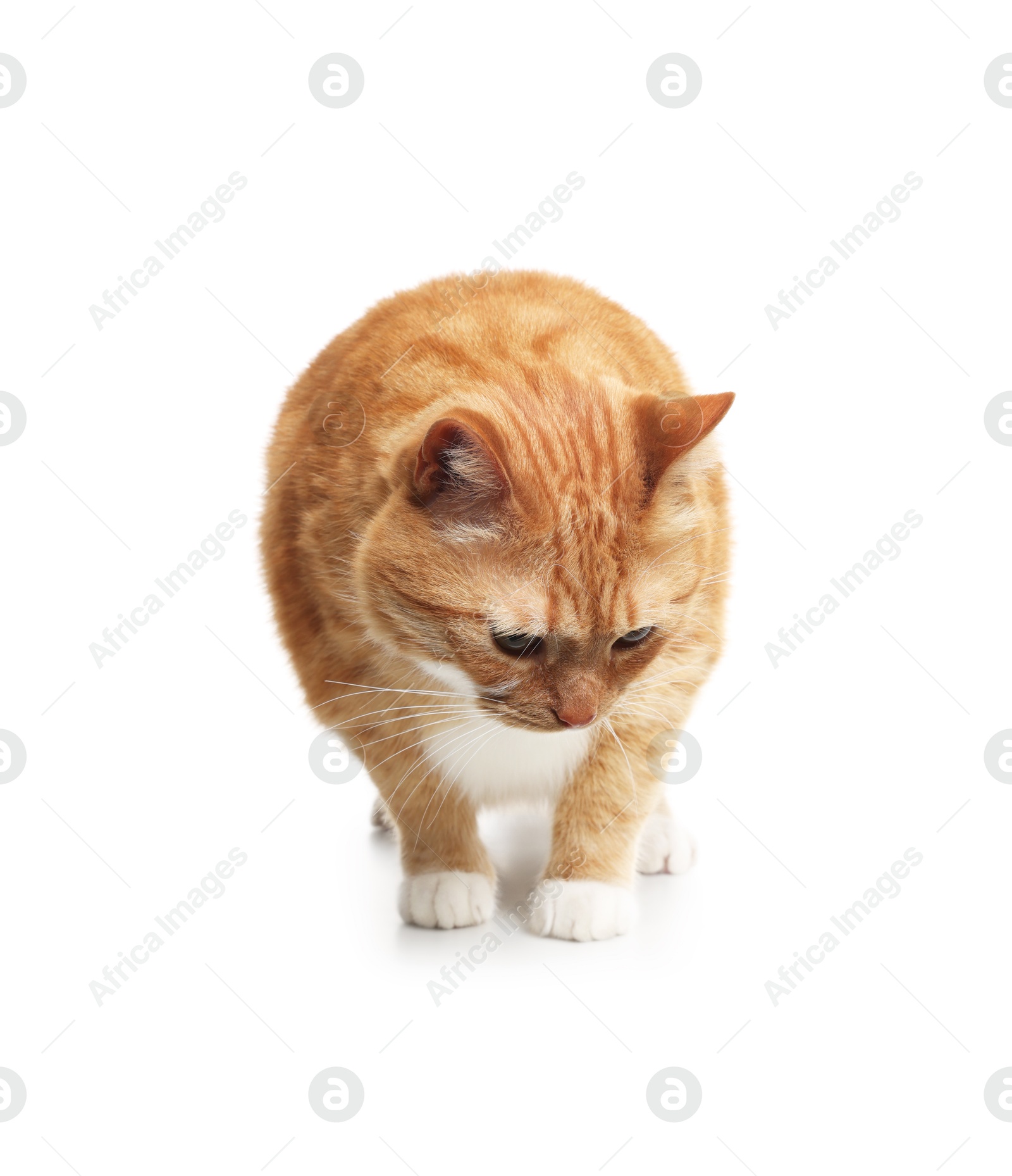Cute ginger cat on white background. Adorable pet Photo of Cute ginger cat on white background. Adorable pet