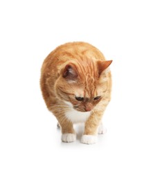 Photo of Cute ginger cat on white background. Adorable pet