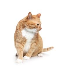 Photo of Cute ginger cat on white background. Adorable pet
