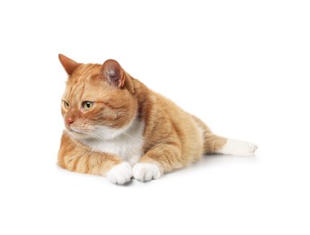 Photo of Cute ginger cat on white background. Adorable pet