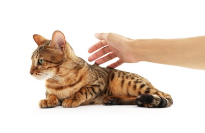 Photo of Woman petting cute Bengal cat on white background, closeup